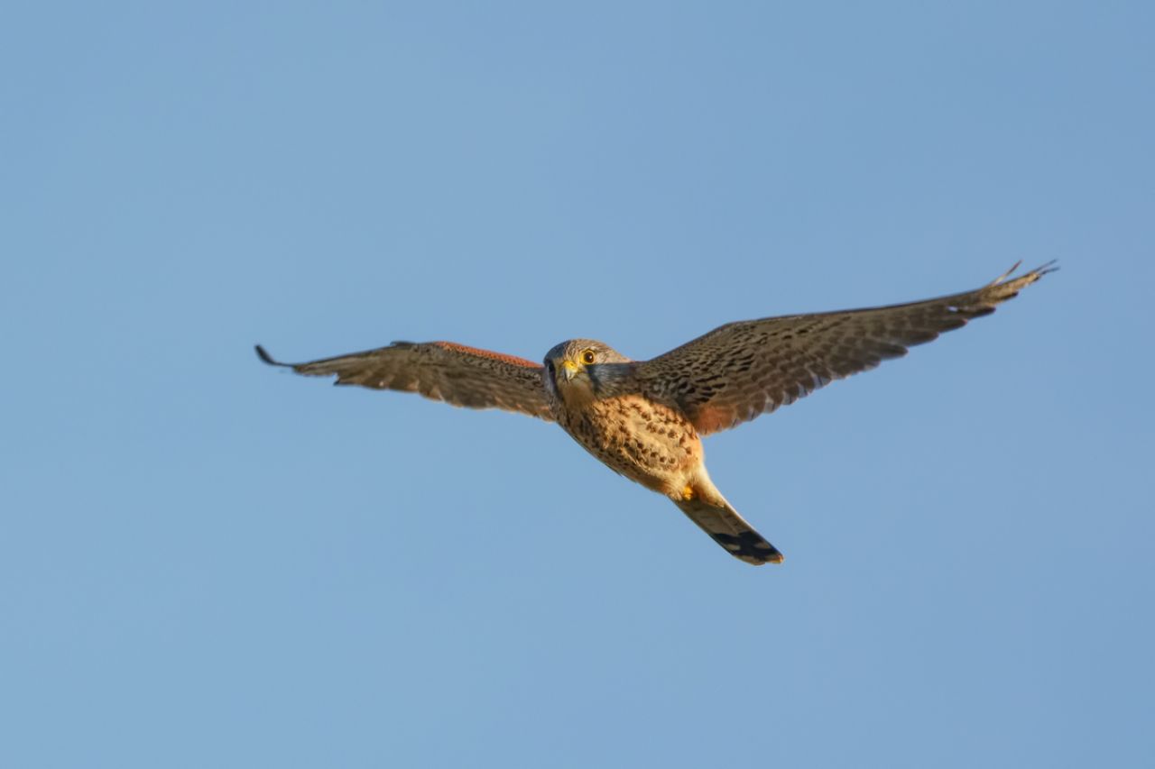 Gheppio (Falco tinnunculus)